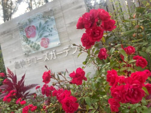 秋のバラを求めて